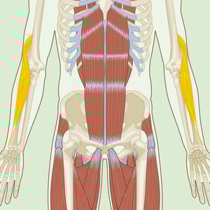 Brachioradialis